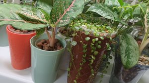 Комнатные растения❤️🪴Эстетика...растение...кашпо🤔🌿👍🌿😁 Небольшой обзор магазина "Фамилия💰