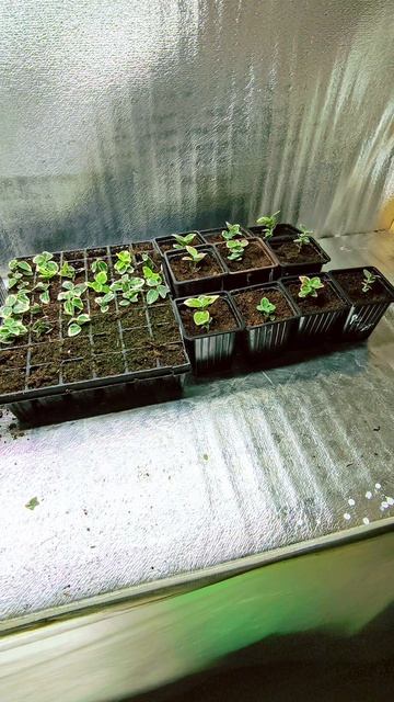 Бересклеты заряжены, посмотрим что будет 🌱 смотреть онлайн