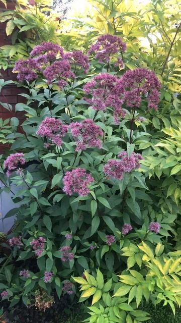 Посконник смотреть онлайн