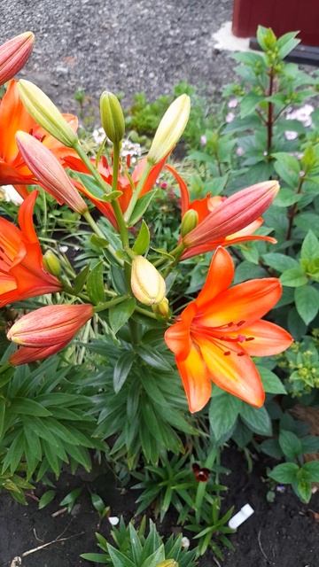 Луковицы Лилия азиатская Brunello (Брунелло). смотреть онлайн