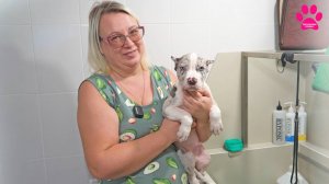 Рассылаем дорогих щенков по России!