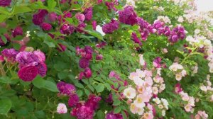 САДЫ ЯПОНИИ. ЗНАМЕНИТЫЙ РОЗОВЫЙ САД ЦВЕТОЧНОГО ПАРКА АСИКАГА