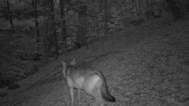 Видео фото ловушки смотреть онлайн