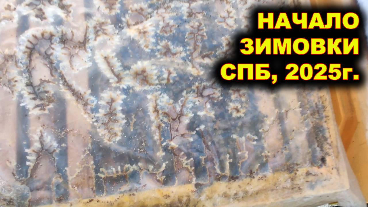 Начало зимовки. Санкт - Петербург, 2025г. смотреть онлайн