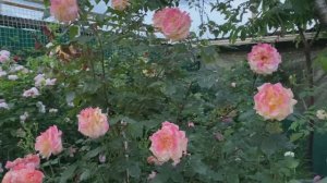 Роза Акварель только раскрывается.