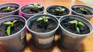 🌱ОГОРОД НА ПОДОКОННИКЕ!! Сделайте так и проблем с Рассадой не будет никогда! Пикирую Перцы!