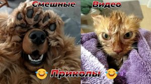 Смешные видео приколы|Юмор и Приколы.