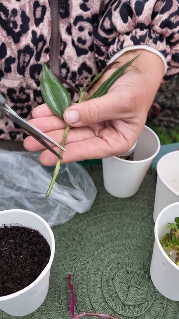 ЧЕРЕНОК ТРАДЕСКАНЦИИ В ВОДЕ - РАЗМНОЖЕНИЕ ПО ПРАВИЛАМ! смотреть онлайн