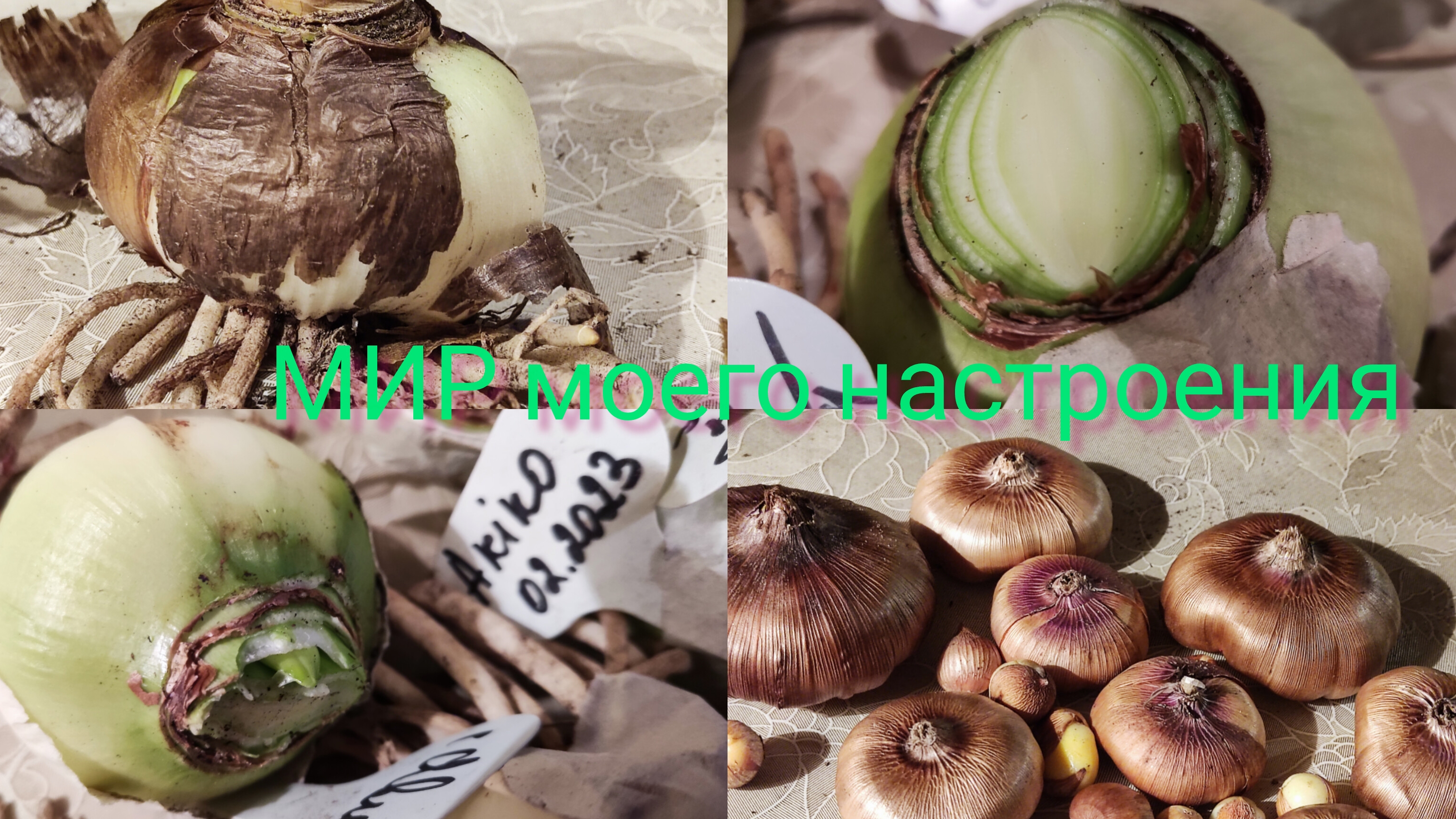 03.11.25 Гиппеаструмы отправляю на хранение,часть 1 смотреть онлайн