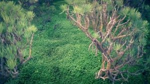 "ЗАЦЕПИЛА ЧЕМ-ТО ПРОСТО ТАК"= ЭДГАР