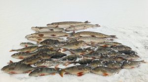 В ЭТОМ МЕСТЕ РЕДКО КТО РЫБАЧИТ.РЫБЫ ТУТ ХВАТАЕТ.ЗИМНЯЯ РЫБАЛКА.