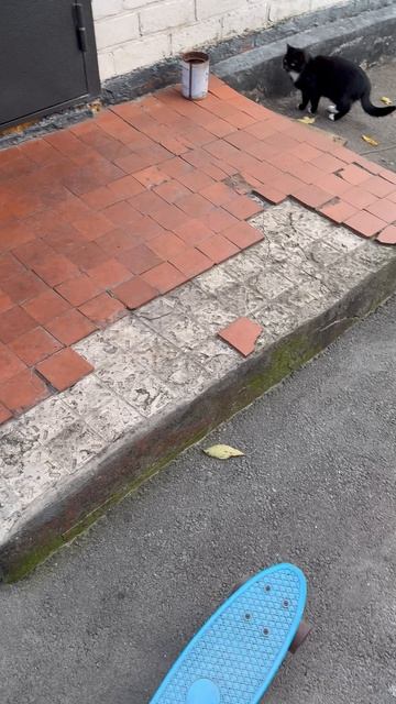 Мой пёс Филя любит кушать сырую картошку