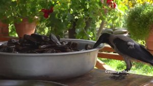 Kənd Həyatı. Сохраните фаршированные баклажаны, чтобы наслаждаться ими целый год