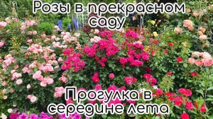 Розы в прекрасном саду. Прогулка в середине лета