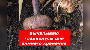 Гладиолусы зимой хранить надо так!
