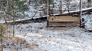 ВЕСТИ С УГОДИЙ -- 12. Сойки сначала прилетели.