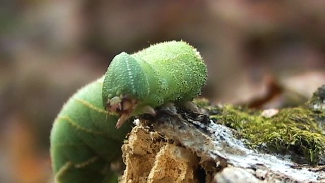Доминутки ))) Бражник глазчатый (гусеница)