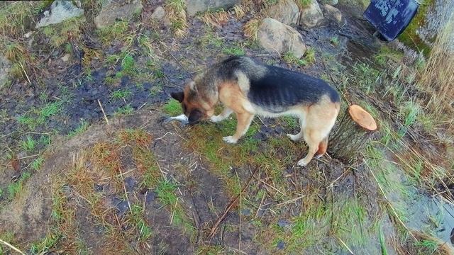 Аудиокнига.Как мы с дедом на Селигере угря ловили.Читает автор-селигерский отшельник.