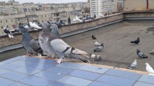 1000106187.mp4 Летные голуби И
Т.