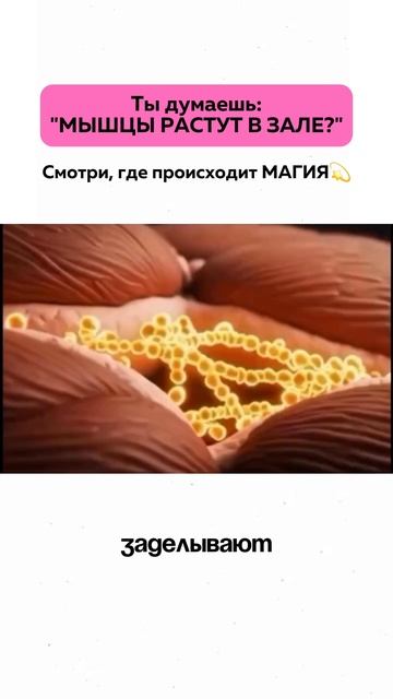 Как происходит рост мышц после тренировки?