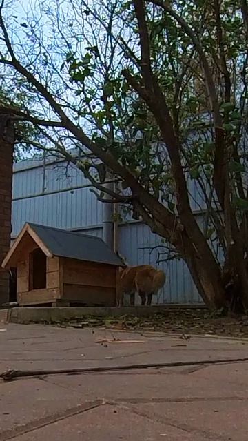 Кутёнок пёс insta360 смотреть онлайн