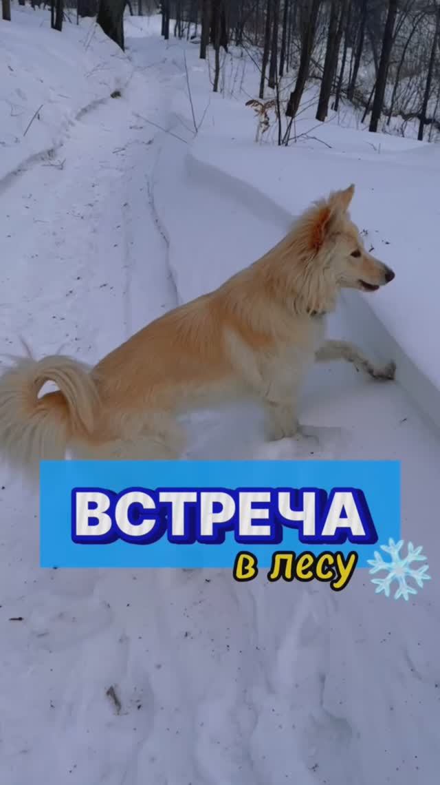 Внезапно 😅☃️ #собака #юмор #забавныеживотные #забавныесобаки #питомцы #холодноесердце #зима