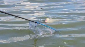 О главном. выпуск 95