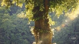 Увлекательные истории. душевные истории. Рассказы - Он винил её в бесплодии...