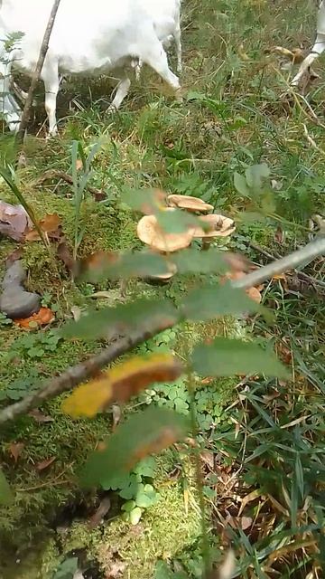 Последние опята и козы.