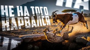 Животные связались не с тем противником