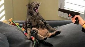 ПРИКОЛЫ С ЖИВОТНЫМИ ДО СЛЕЗ |Смешные КОТЫ И СОБАКИ |Приколы