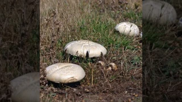 и снова осень