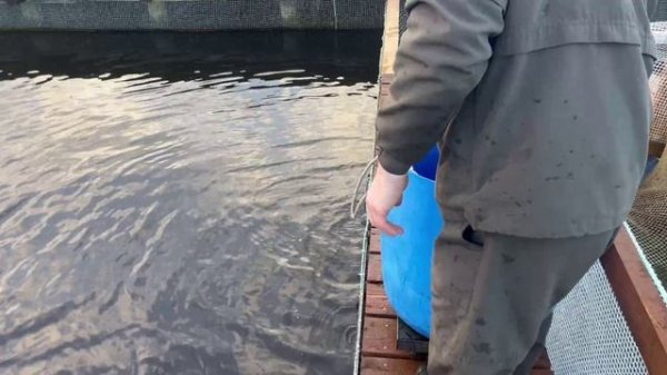 05.11.25.Утреннее зарыбление VIP зоны.