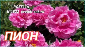 Розовый махровый пион Rozella / Сад Ворошиловой