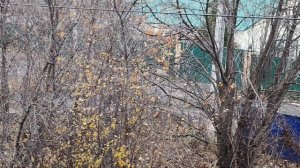 05-11-2025 ноябрь в деревне