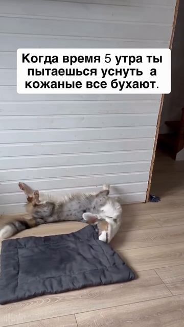 Музыкальный Коржик. смотреть онлайн