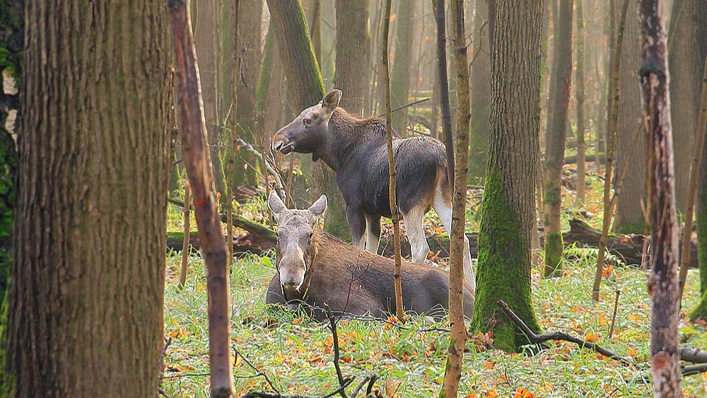 Лосиха с лосёнком