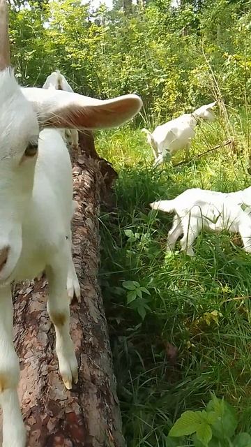 Козлята на бревне.
