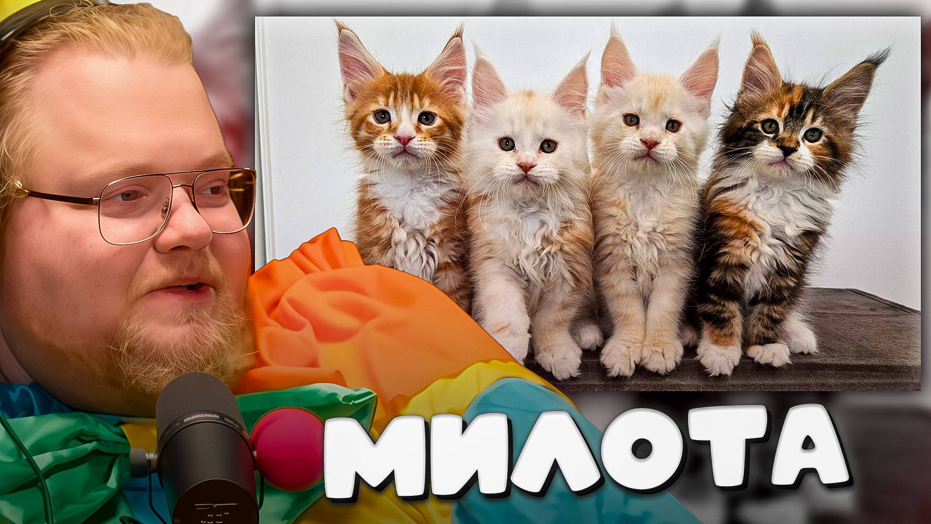 T2x2 СМОТРИТ ► 100 дней взросления котят породы Мейн-Кун! смотреть онлайн