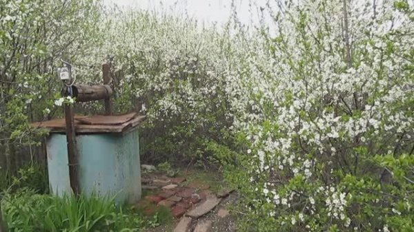 Яблони цветут, пчёлы жужжат. Дегтянка май 2016, колодец