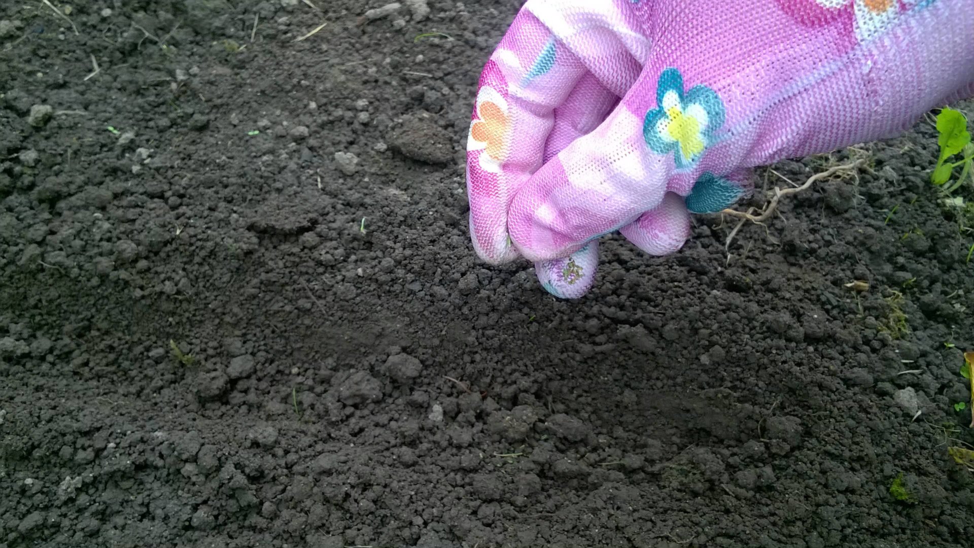 Что посеять в ноябре? Всегда сею эти овощи и зелень под зиму и получаю ранний урожай смотреть онлайн