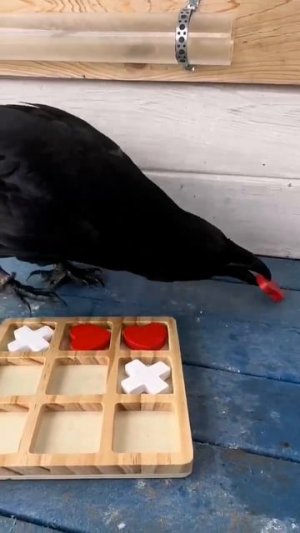 Умный птиц😊👍