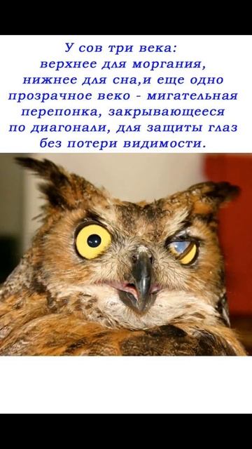 Про СОВУ