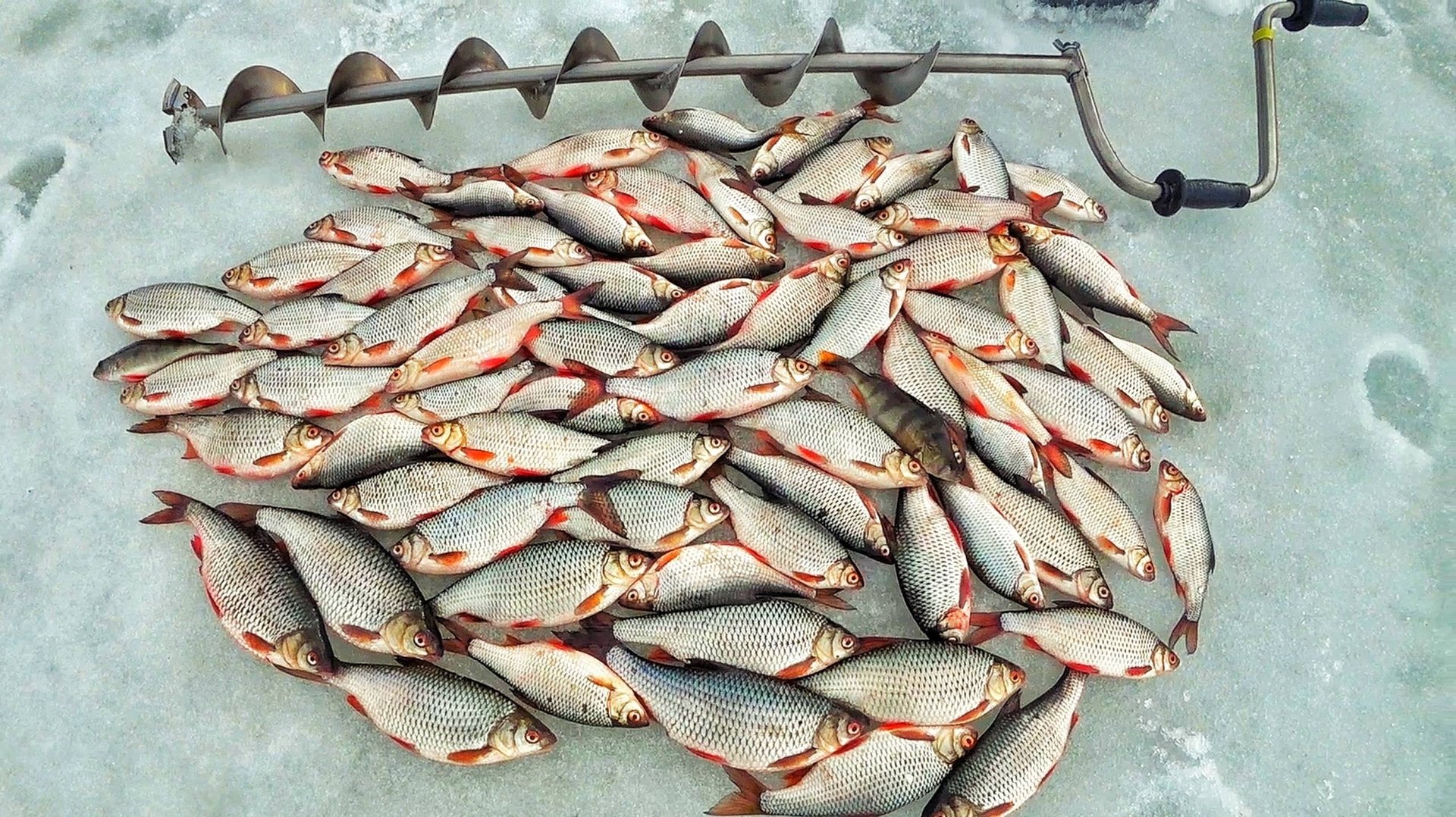 ТРОФЕЙНАЯ ПЛОТВА НА БЕЗМОТЫЛЬНУЮ МОРМЫШКУ смотреть онлайн