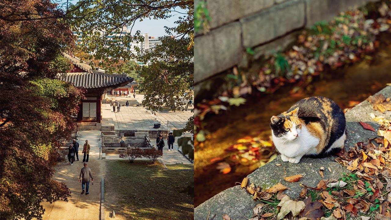 Autumn Serenity In Seoul’s Royal Palaces – Changdeokgung & Changgyeonggung Fall Walk