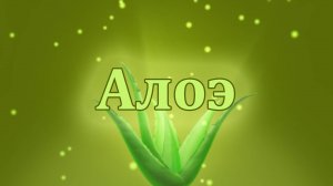 Алоэ – лекарственные свойства