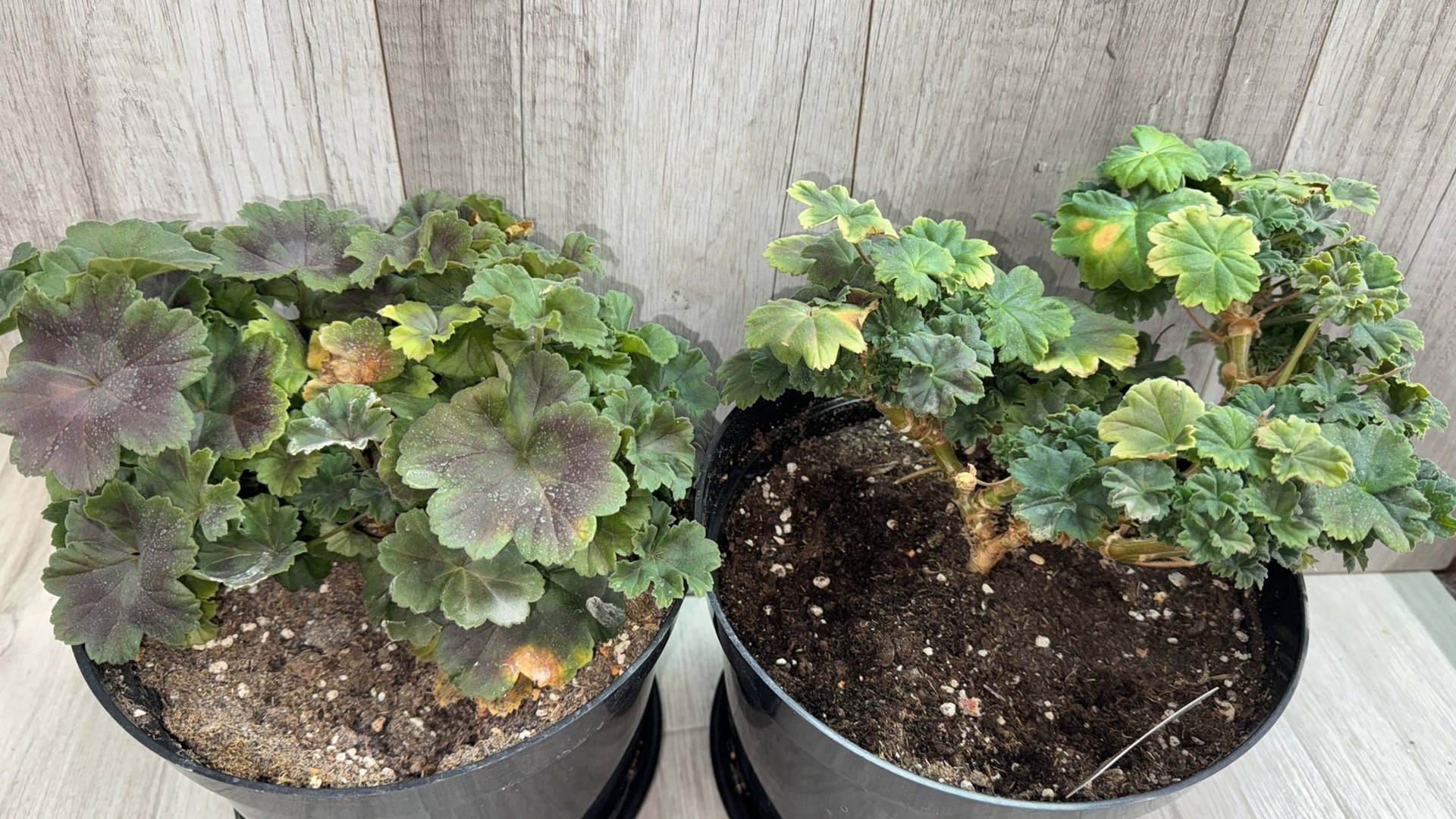 НАЛЕЙ в ГЕРАНЬ ЗИМОЙ, чтобы листики не желтели и любые цветы оживали смотреть онлайн