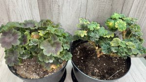 НАЛЕЙ в ГЕРАНЬ ЗИМОЙ, чтобы листики не желтели и любые цветы оживали