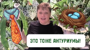Неделя антуриумов. АНТУРИУМЫ, НЕ ПОХОЖИЕ НА АНТУРИУМЫ. 05-11-2025