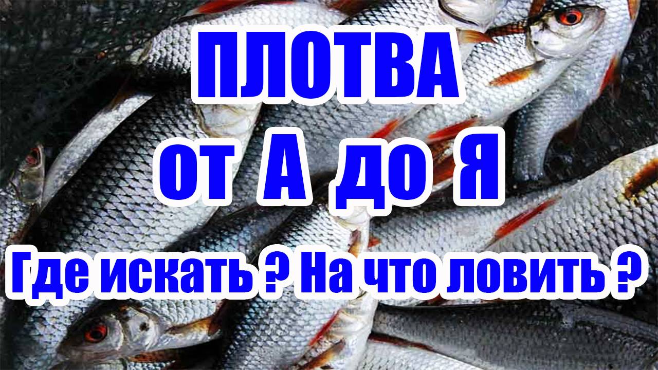 КАК ЛОВИТЬ ПЛОТВУ. Как найти плотву Зимой. смотреть онлайн